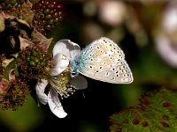 Polyommatus icarus 58, Icarusblauwtje, Saxifraga-Bart Vastenhouw