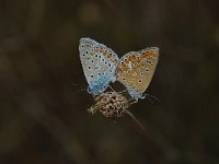 Polyommatus icarus 59, Icarusblauwtje, Saxifraga-Arthur van Dijk