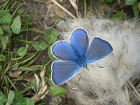 Polyommatus icarus 61, Icarusblauwtje, Saxifraga-Arthur van Dijk