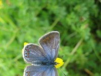 Polyommatus icarus 62, Icarusblauwtje, Saxifraga-Arthur van Dijk