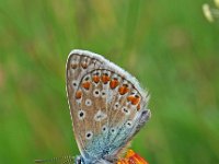 Polyommatus icarus 63, Icarusblauwtje, Saxifraga-Hans Dekker