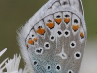 Polyommatus icarus 69, Icarusblauwtje, Saxifraga-Rutger Barendse