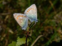 Polyommatus icarus 71, Icarusblauwtje, Saxifraga-Rudmer Zwerver