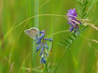 Polyommatus icarus 72, Icarusblauwtje, Saxifraga-Rudmer Zwerver