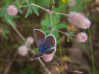 Polyommatus icarus 73, Icarusblauwtje, Saxifraga-Rudmer Zwerver