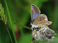 Polyommatus icarus 75, Icarusblauwtje, Saxifraga-Ab H Baas