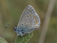 Polyommatus icarus 76, Icarusblauwtje, Saxifraga-Willem van Kruijsbergen