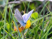 Polyommatus icarus 81, Icarusblauwtje, Saxifraga-Bart Vastenhouw