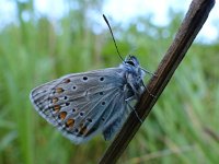 Polyommatus icarus 82, Icarusblauwtje, Saxifraga-Mark Zekhuis