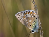 Polyommatus icarus 84, Icarusblauwtje, Saxifraga-Rik Kruit