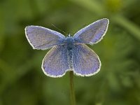 Polyommatus icarus 85, Icarusblauwtje, male, Saxifraga-Jan van der Straaten