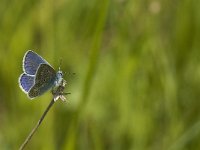 Polyommatus icarus 87, Icarusblauwtje, male, Saxifraga-Jan van der Straaten