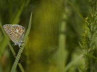 Polyommatus icarus 88, Icarusblauwtje, female, Saxifraga-Jan van der Straaten