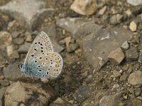 Polyommatus icarus 89, Icarusblauwtje, male, Saxifraga-Jan van der Straaten