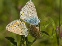 Polyommatus icarus 90, Icarusblauwtje, Saxifraga-Jan van der Straaten