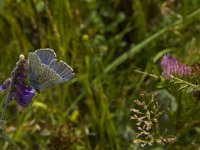 Polyommatus icarus 92, Icarusblauwtje, Saxifraga-Marijke Verhagen