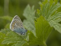 Polyommatus icarus 93, male, Icarusblauwtje, Saxifraga-Jan van der Straaten