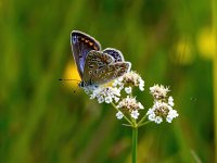 Polyommatus icarus 97, Icarusblauwtje, Saxifraga-Bart Vastenhouw