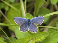 Polyommatus icarus, f celina 65, Icarusblauwtje, male, Saxifraga-Jan van der Straaten