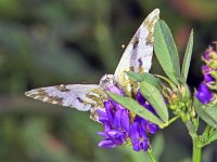 189_26, Resedawitje : Resedawitje, Bath White, Pontia daplidice, female