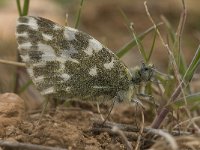 Pontia daplidice 13, Resedawitje, Saxifraga-Willem van Kruijsbergen