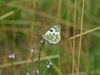 Pontia daplidice 7, Resedawitje, Vlinderstichting-Albert Vliegenthart