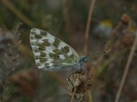 Pontia edusa 10, Oostelijk resedawitje, Vlinderstichting-Kars Veling