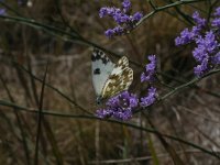 Pontia edusa 3, Oostelijk resedawitje, Vlinderstichting-Kars Veling