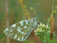 Pontia edusa 4, Oostelijk resedawitje, Vlinderstichting-Albert Vliegenthart