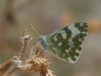 Pontia edusa 7, Oostelijk resedawitje, Vlinderstichting-Albert Vliegenthart