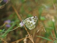 Pontia edusa 9, Oostelijk resedawitje, Vlinderstichting-Albert Vliegenthart