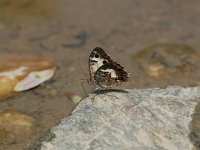 Pseudochazara anthelea 3, Witbandheremiet, Vlinderstichting-Albert Vliegenthart