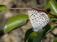 Pseudophilotes vicrama 3, Oostelijk tijmblauwtje, Vlinderstichting-Kars Veling