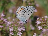 Pseudophilotes vicrama 4, Oostelijk tijmblauwtje, Vlinderstichting-Albert Vliegenthart