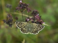 Pyrgus armoricanus 11, Bretons spikkeldikkopje, Vlinderstichting-Chris van Swaay  8.7 16:48