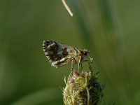 Pyrgus armoricanus 13, Bretons spikkeldikkopje, Saxifraga-Arthur van Dijk