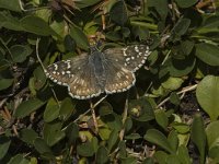 Pyrgus armoricanus 2, Bretons spikkeldikkopje, female, Saxifraga-Jan van der Straaten