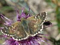 Pyrgus armoricanus 7, Bretons spikkeldikkopje, Saxifraga-Jan van der Straaten