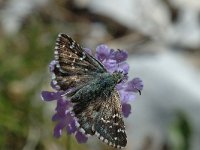 Pyrgus armoricanus 8, Bretons spikkeldikkopje, Saxifraga-Jan van der Straaten