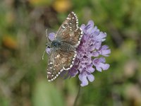 Pyrgus armoricanus 9, Bretons spikkeldikkopje, Saxifraga-Jan van der Straaten