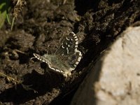 Pyrgus carlinae 3, Westelijk spikkeldikkopje, Saxifraga-Jan van der Straaten