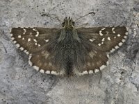 Pyrgus carlinae 8, Westelijk spikkeldikkopje, Saxifraga-Wim van Kruijsbergen