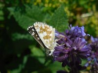 Pyrgus cinarae 4, Turks spiegeldikkopje, Saxifraga-Ed Stikvoort