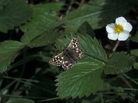 Pyrgus malvae 13, Aardbeivlinder, male, Vlinderstichting-Henkjan Kieviet