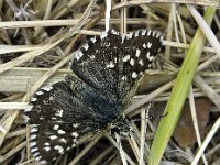 Pyrgus malvae 14. Aardbeivlinder, Vlinderstichting-Theo Verstrael