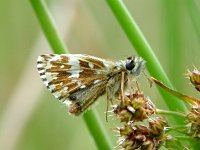 Pyrgus malvae 15, Aardbeivlinder, Vlinderstichting-Henk Bosma