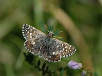 Pyrgus malvae 16, Aardbeivlinder, Saxifraga-Arthur van Dijk