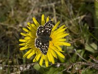 Pyrgus malvae 19, Aardbeivlinder, Vlinderstichting-Henk Bosma