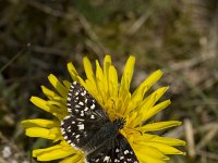 Pyrgus malvae 20, Aardbeivlinder, Vlinderstichting-Henk Bosma