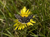 Pyrgus malvae 21, Aardbeivlinder, Vlinderstichting-Henk Bosma